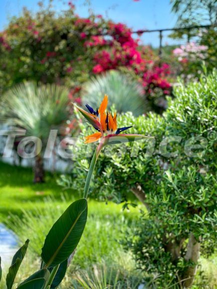 Appartement еn Kemer Centre, Kemer piscine - acheter un bien immobilier en Turquie - 137786