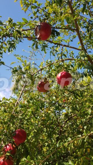 Appartement in Kemer Centrum, Kemer zwembad - 94862 Appartement in Kemer Centrum, Kemer zwembad - onroerend goed kopen in Turkije - 94862