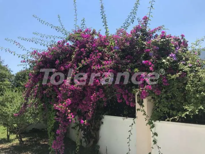 ویلا از سازنده که در گوینوک, کمر استخر - 12045 ویلا از سازنده که در گوینوک, کمر استخر - خرید ملک در ترکیه - 12045