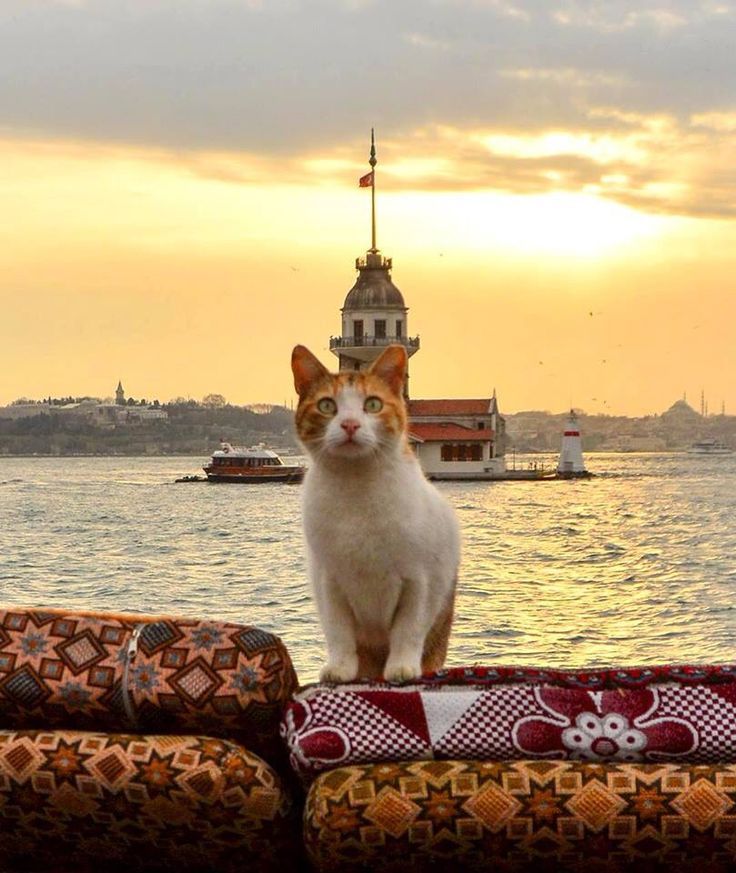 Cats in Turkish Films and Media