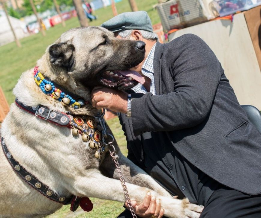 turkish kangal