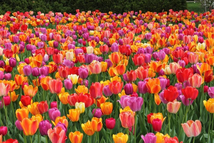 Die Rolle der Tulpe in der türkischen Gartenkultur