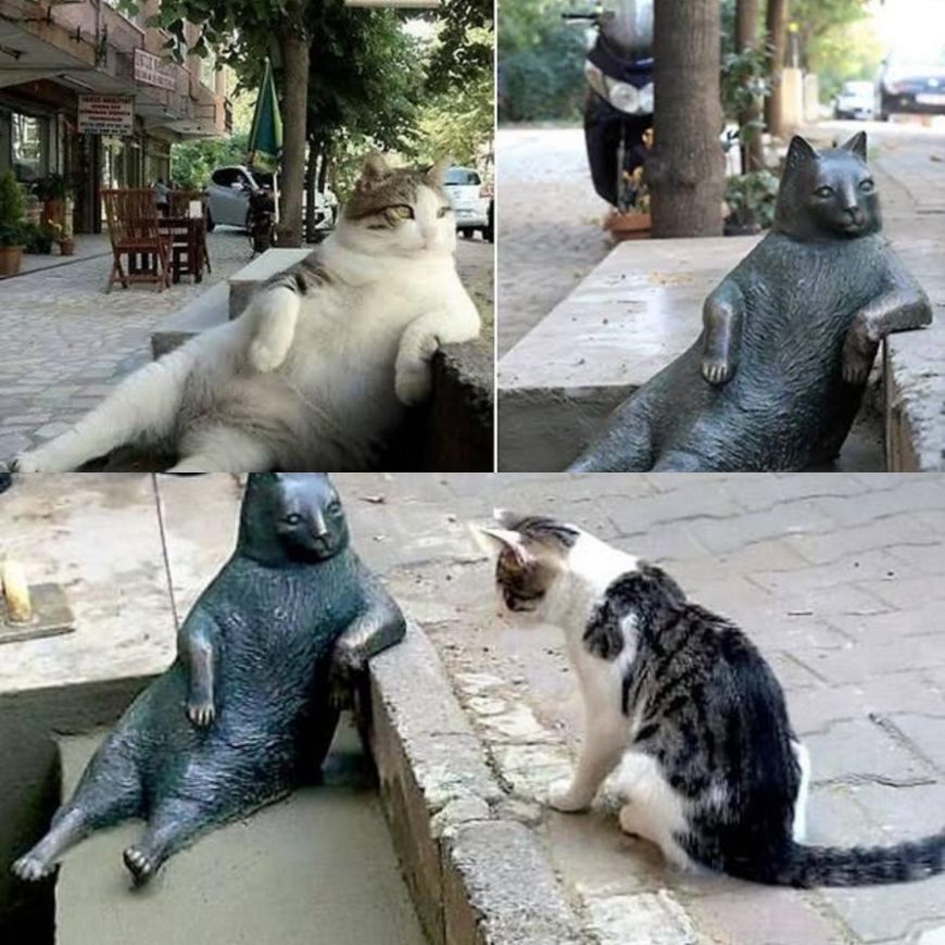 Ist die Türkei gut für Katzen?