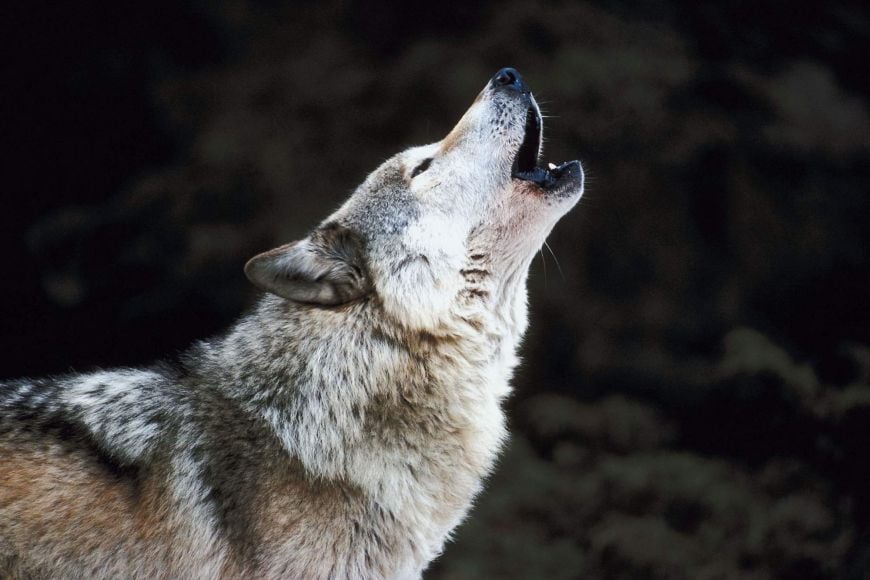 Le rôle du loup turc dans l'écosystème de la Turquie